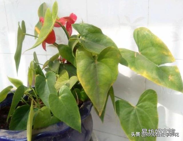 如何使红掌一年四季花开不断？