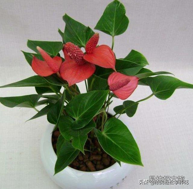 如何使红掌一年四季花开不断？