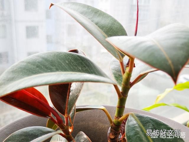 橡皮树施什么肥料比较好?