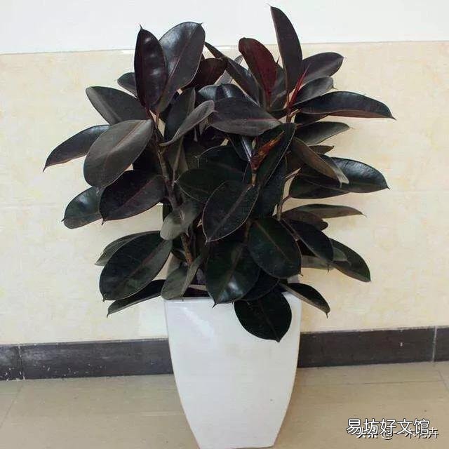 橡皮树施什么肥料比较好?