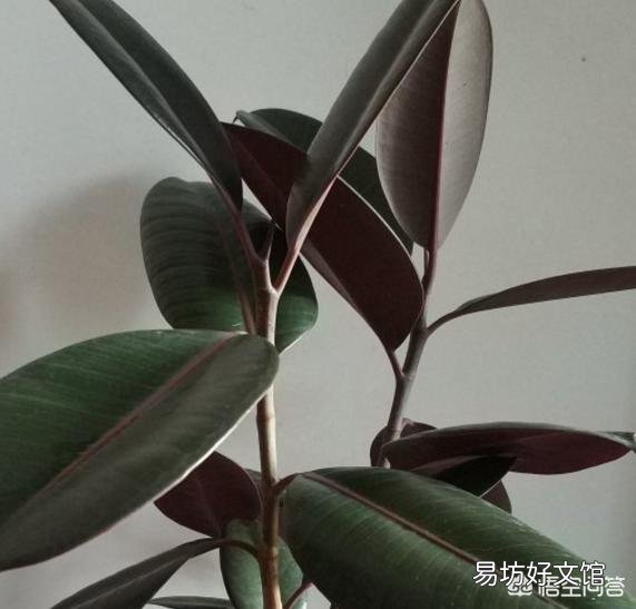 橡皮树施什么肥料比较好?