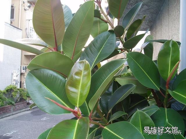 橡皮树施什么肥料比较好?