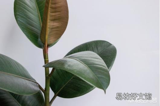 橡皮树施什么肥料比较好?
