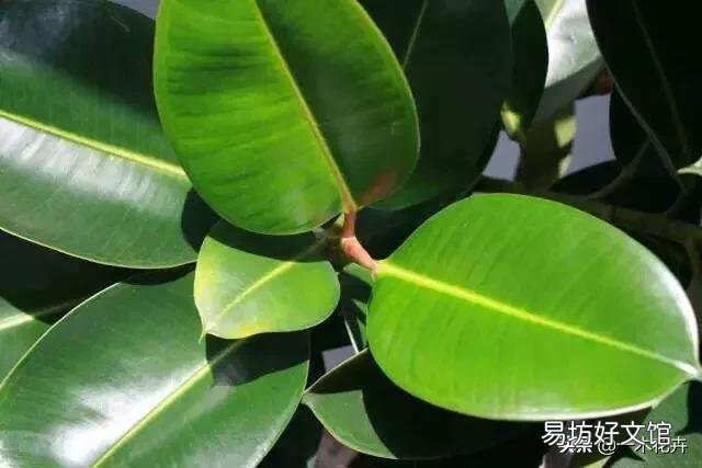 橡皮树施什么肥料比较好?