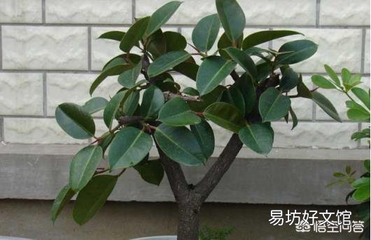 橡皮树施什么肥料比较好?