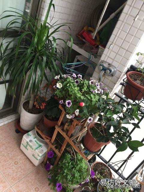 如何制作水肥？