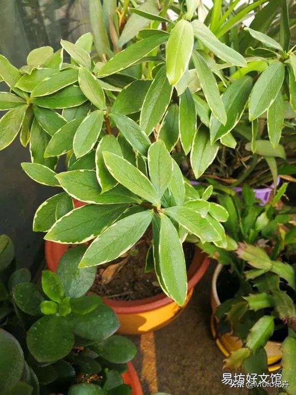 瑞香叶子下垂怎么补救?