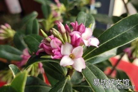 瑞香叶子下垂怎么补救?
