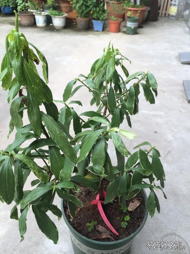 瑞香叶子下垂怎么补救?