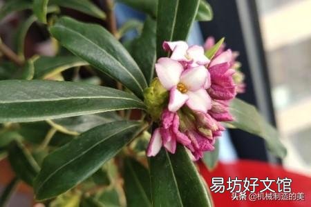 瑞香叶子下垂怎么补救?