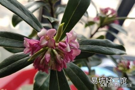 瑞香叶子下垂怎么补救?