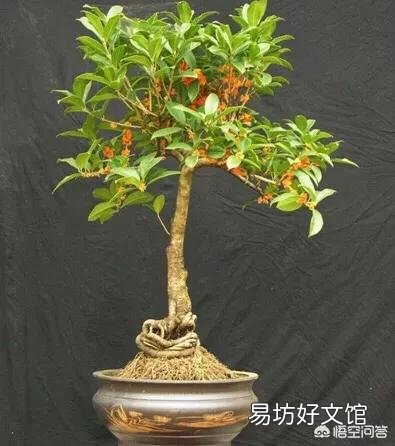 入秋了又到了金桂飘香的季节,如何使盆栽桂花多开花呢?