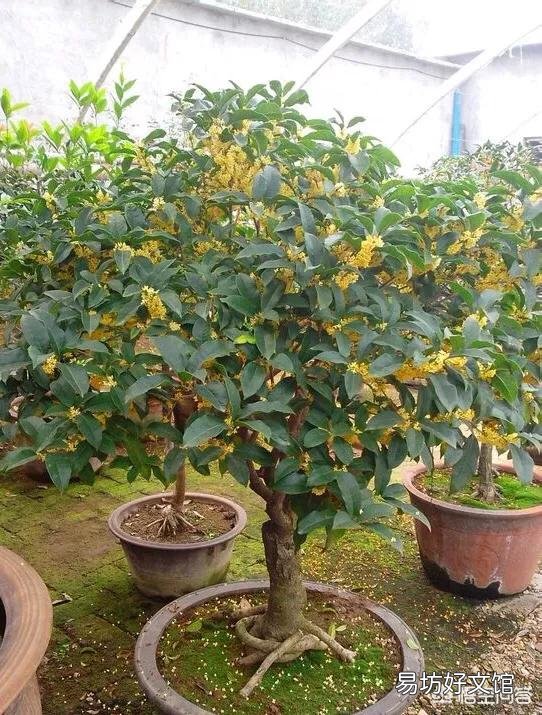 入秋了又到了金桂飘香的季节,如何使盆栽桂花多开花呢?
