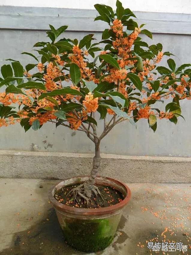 入秋了又到了金桂飘香的季节,如何使盆栽桂花多开花呢?