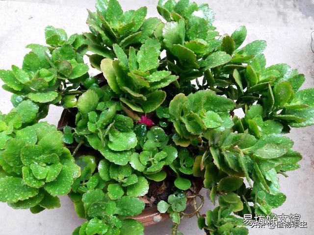 中秋节时还能给长寿花打顶吗?