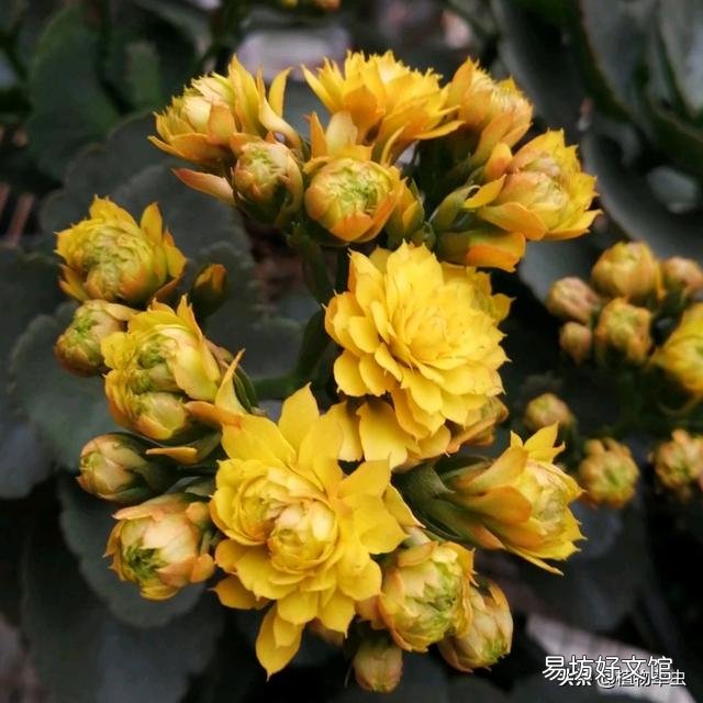 中秋节时还能给长寿花打顶吗?
