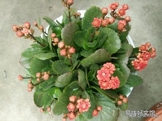 中秋节时还能给长寿花打顶吗?