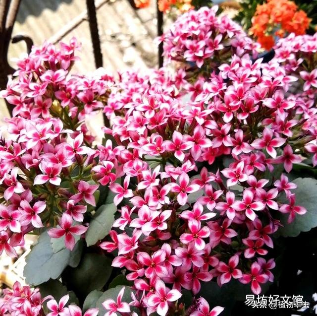中秋节时还能给长寿花打顶吗?