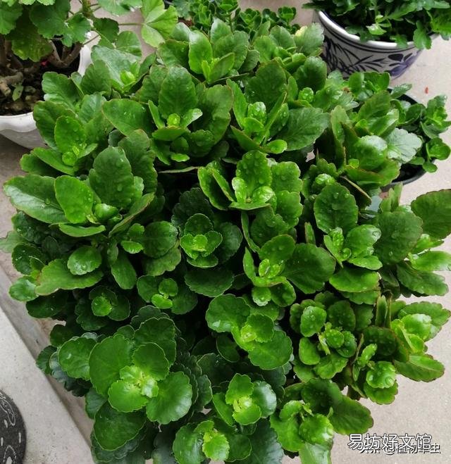 中秋节时还能给长寿花打顶吗?