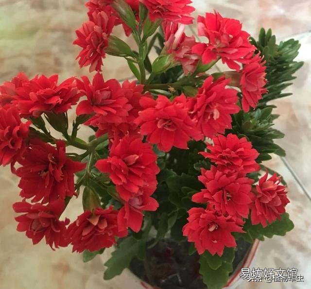中秋节时还能给长寿花打顶吗?