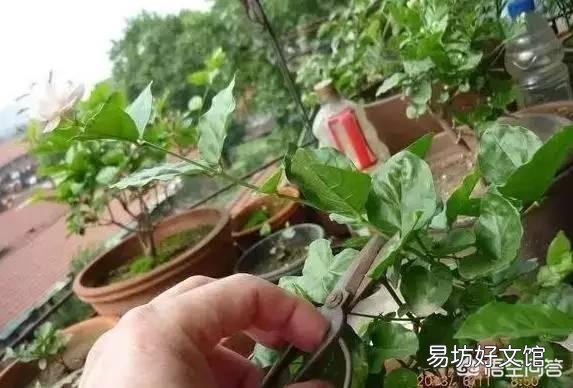 茉莉花该怎么修剪？