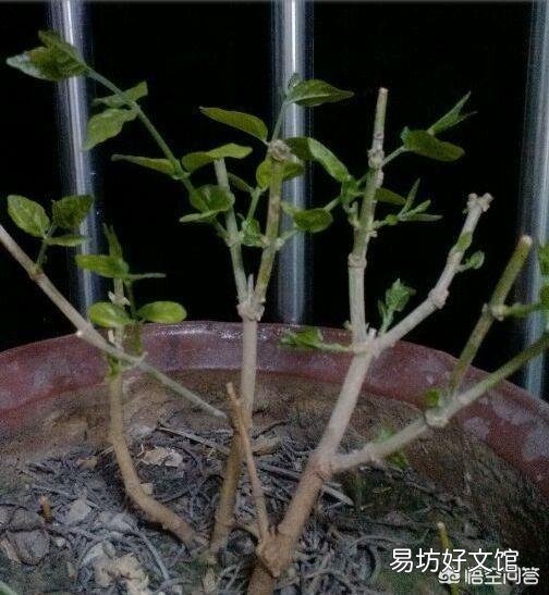 茉莉花该怎么修剪？