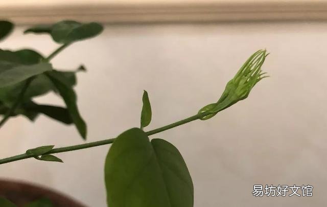 茉莉花该怎么修剪？