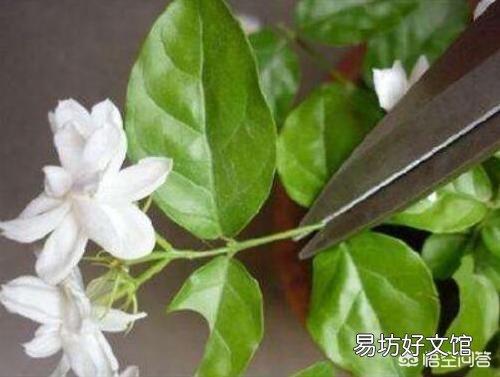 茉莉花该怎么修剪？