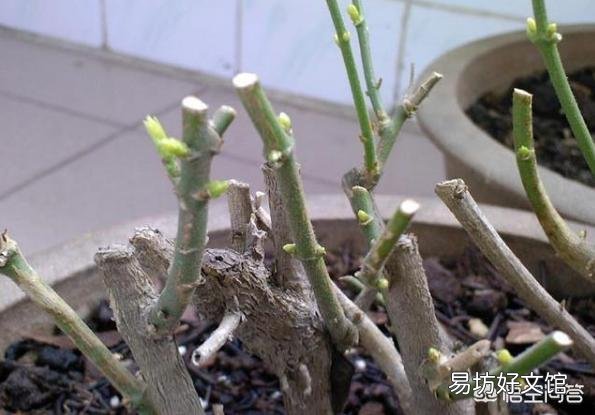 茉莉花该怎么修剪？