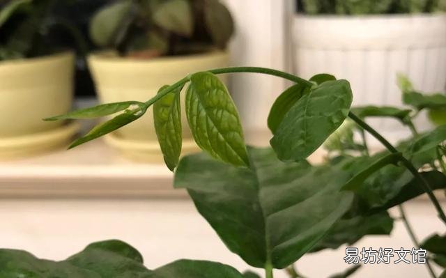 茉莉花该怎么修剪？