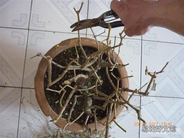 茉莉花该怎么修剪？