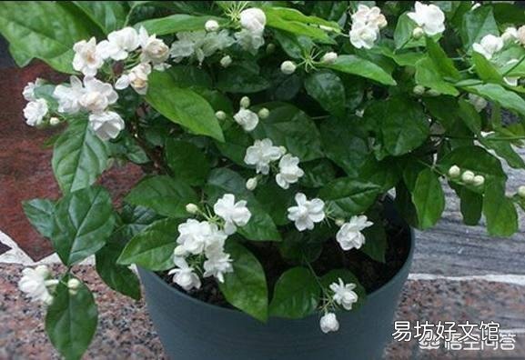 茉莉花该怎么修剪？