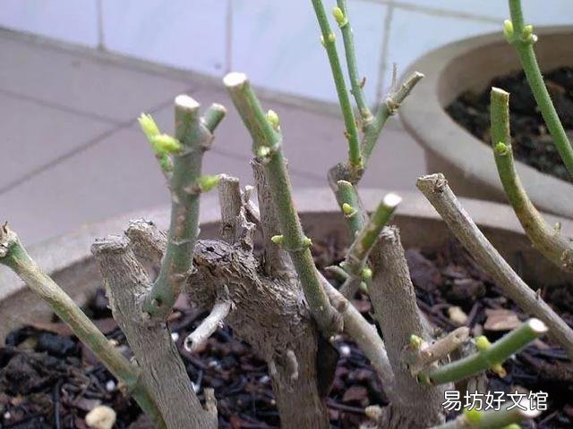 茉莉花该怎么修剪？