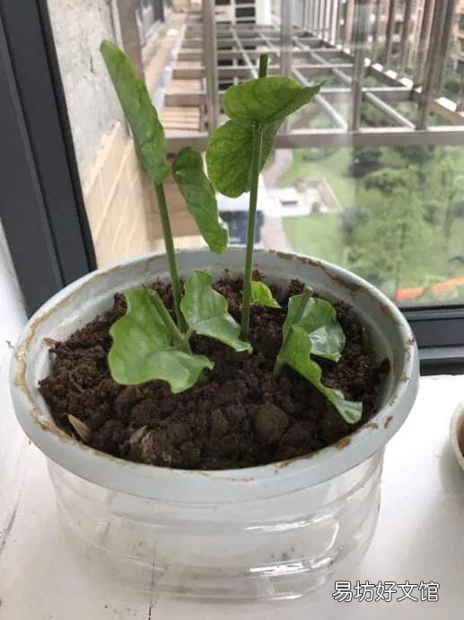 茉莉花该怎么修剪？