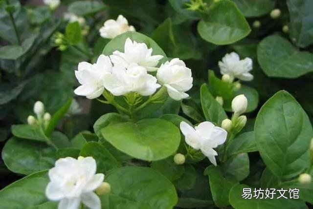 茉莉花该怎么修剪？