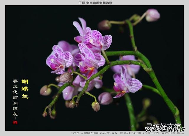 用塑料杯栽种的蝴蝶兰,发现根系很多了需要换盆吗?