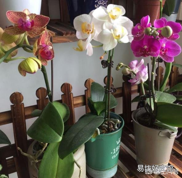 用塑料杯栽种的蝴蝶兰,发现根系很多了需要换盆吗?