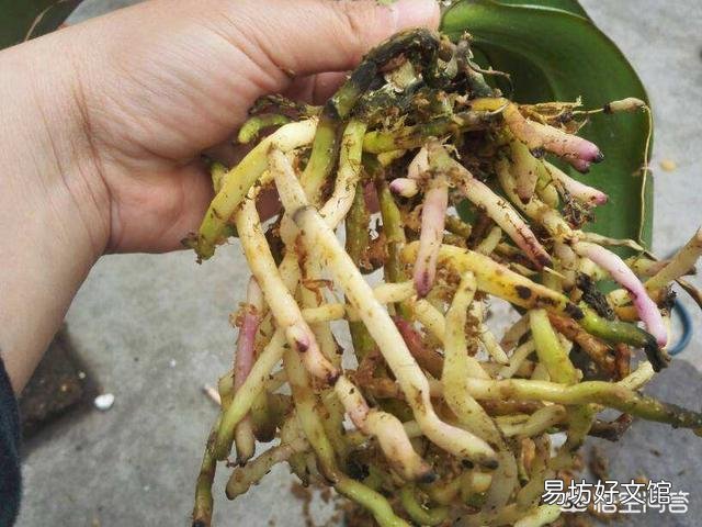 用塑料杯栽种的蝴蝶兰,发现根系很多了需要换盆吗?