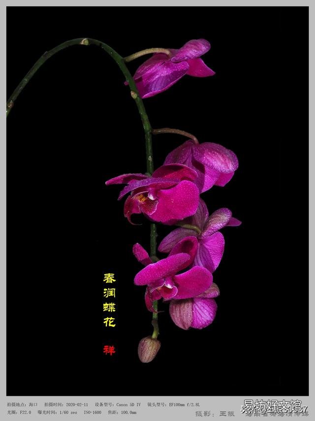 用塑料杯栽种的蝴蝶兰,发现根系很多了需要换盆吗?