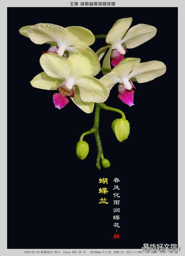 用塑料杯栽种的蝴蝶兰,发现根系很多了需要换盆吗?