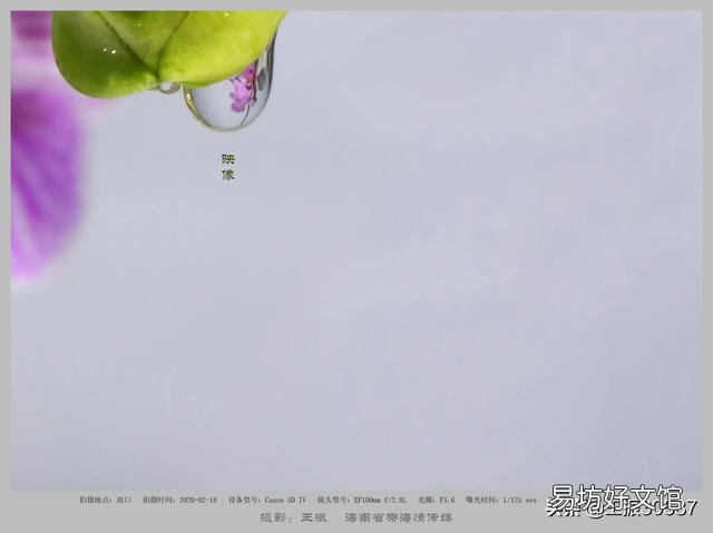 用塑料杯栽种的蝴蝶兰,发现根系很多了需要换盆吗?