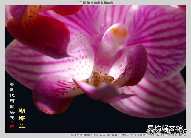 用塑料杯栽种的蝴蝶兰,发现根系很多了需要换盆吗?