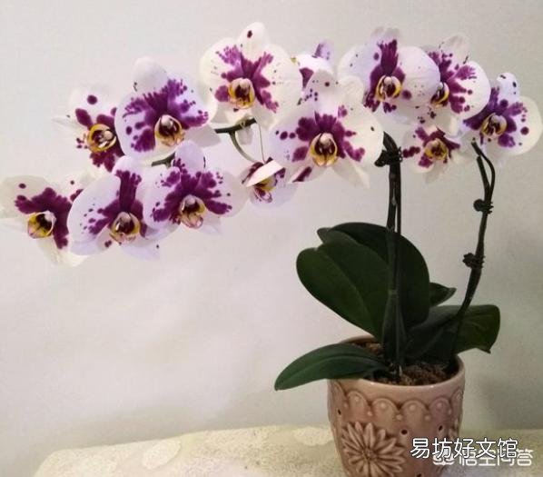 用塑料杯栽种的蝴蝶兰,发现根系很多了需要换盆吗?