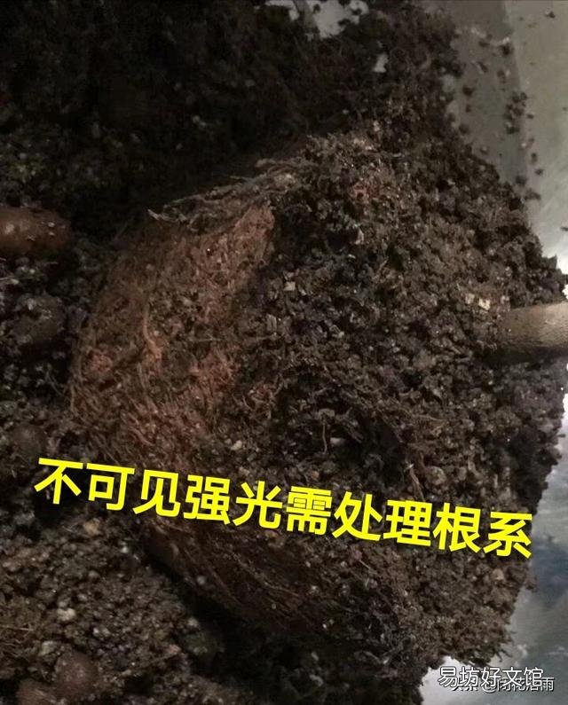 茶花换盆后多长时间可以见阳光?