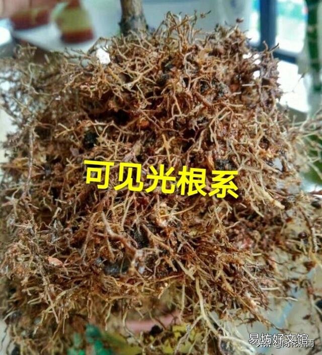 茶花换盆后多长时间可以见阳光?
