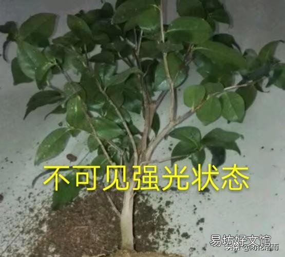 茶花换盆后多长时间可以见阳光?