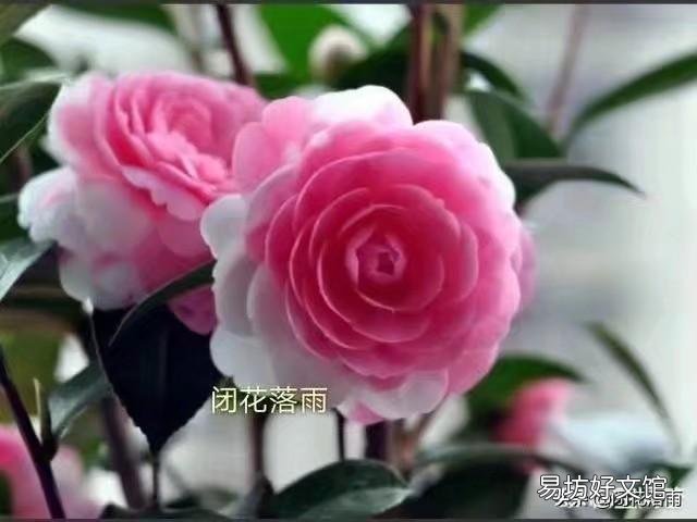 茶花换盆后多长时间可以见阳光?