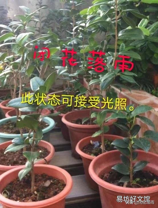 茶花换盆后多长时间可以见阳光?