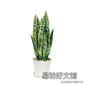 金边虎皮兰叶子弯是怎么回事?