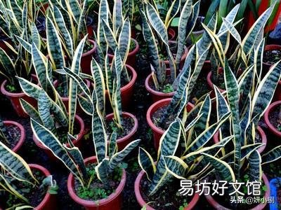 金边虎皮兰叶子弯是怎么回事?